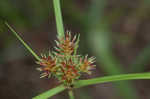 Oneflower flatsedge